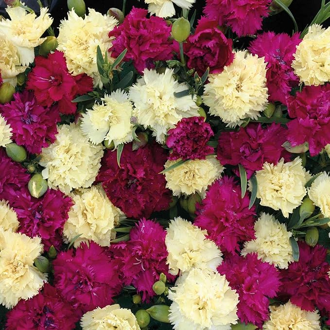 Outsidepride Bananaberry Fizz Carnation Seeds - 200 Pcs Perennial, Easy to Grow Flower Seeds for Planting with Fragrant Blooms, Ideal for Pollinators, Cutting Gardens, Bouquets, & Floral Arrangements