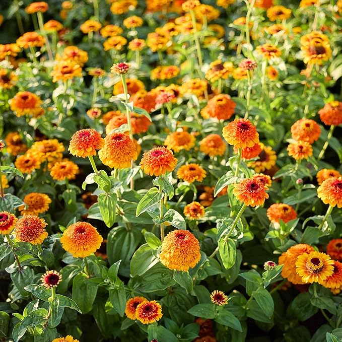 Eden Brothers Zinnia Seeds - Zinderella Zest
