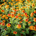 Eden Brothers Zinnia Seeds - Zinderella Zest