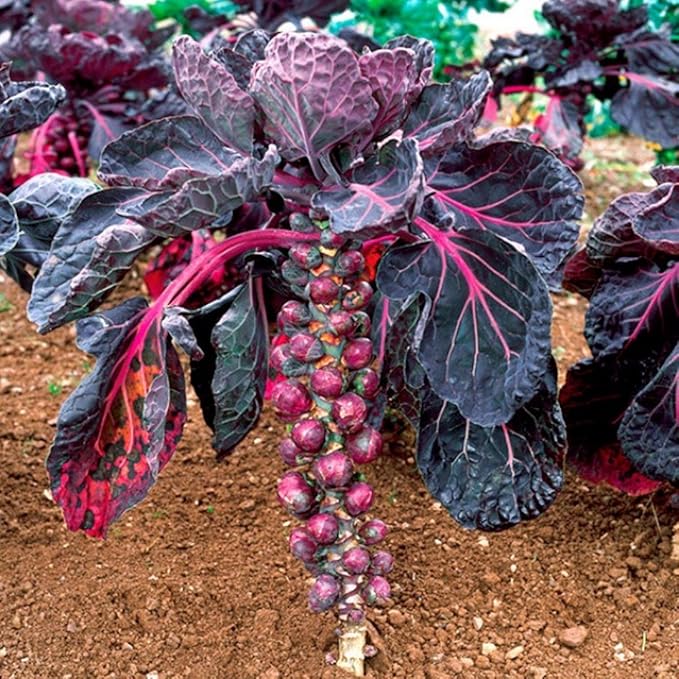 CEMEHA SEEDS - Seeds Purple Brussels Sprouts Long Island Cabbage Non GMO Vegetable for Planting