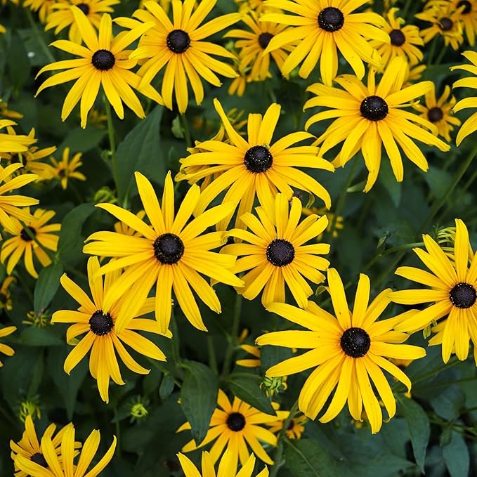 Black Eyed Susan Seeds, Perennial Rudbeckia Hirta Yellow Flower for Attract Pollinators, Non-GMO, Heirloom Wildflowers Seeds, USDA Zone 3-9, 2g
