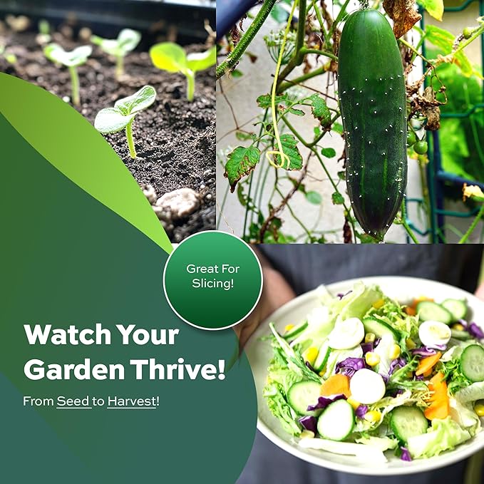 50 Marketmore 76 Cucumber Seeds for Planting - Heirloom, Non-GMO, USA Grown, Cucumis Sativus by RDR Seeds
