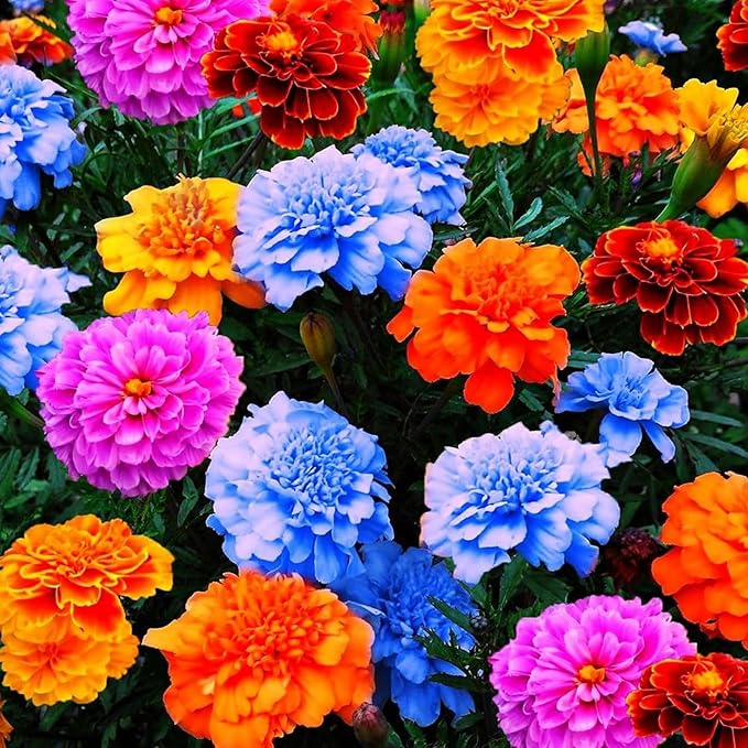 1500+ Mixed Marigold Seeds for Planting - African Marigold Seeds French Marigold Non-GMO Heirloom Garden Flower to Plant Open Pollinated Annual Flowers