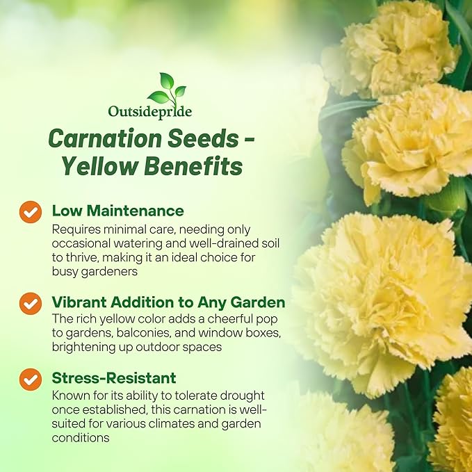 Outsidepride Yellow Carnation Seeds - 2000 Pcs Biennial, Easy to Grow Flower Seeds for Planting with Fragrant Blooms, Ideal for Pollinators, Cutting Gardens, Bouquets, & Floral Arrangements