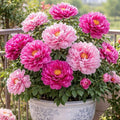 150+ Perennial Peony Flower Seeds for Planting Heirloom Peony Poppy Seeds Open Pollinated Attract Butterflies Outdoor and Indoor
