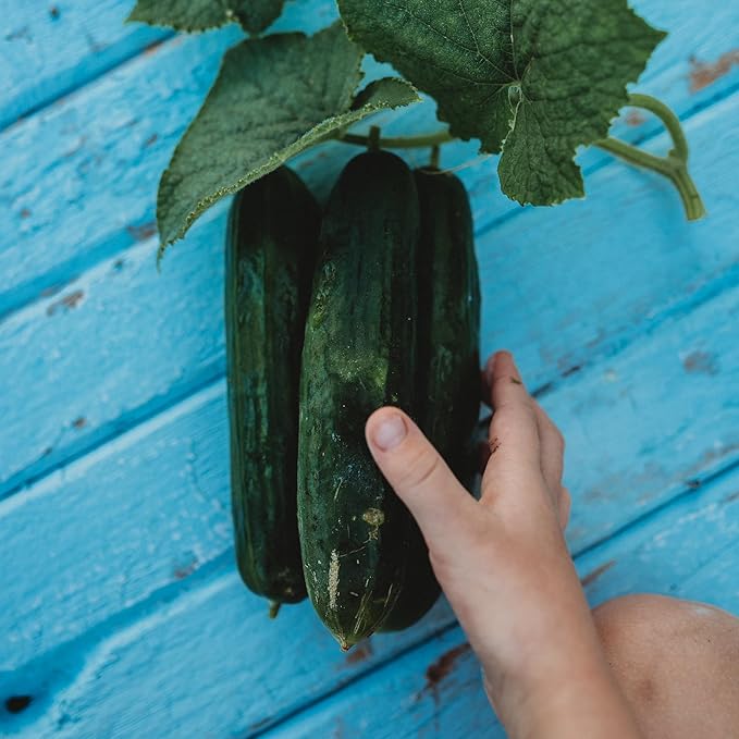 Beit Alpha Persian Cucumber - 25 Seeds - Heirloom Mini Cucumber Variety, Gynecious & Parthenocarpic Cucumber, Non-GMO, Heirloom Baby Cucumber Seeds for Planting in the Home Garden, Thresh Seed Company