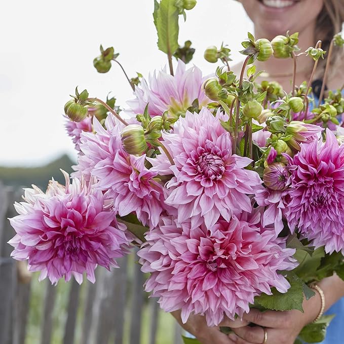 Eden Brothers Dahlia Bulbs (Dinnerplate) - Cafe Au Lait Rose, Non-GMO Bulbs for Planting, 2 Bulbs | Low-Maintenance Flower Bulbs, Plant During Spring, Zones 8, 9, 10, 11