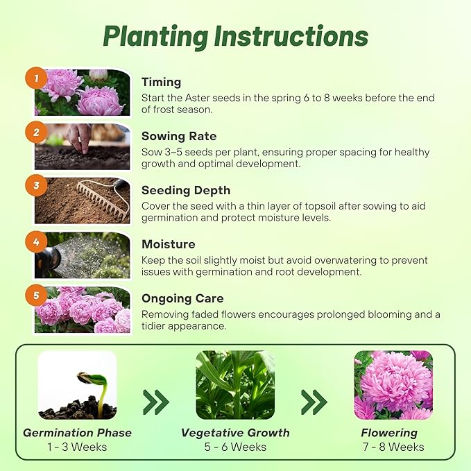 Outsidepride Paeony Aster Seeds - 2,000 Pcs Annual, Hardy & Pollinator Friendly Flower Seeds for Planting Vibrant Double Incurved Coral-Rose Petals, Ideal for Meadows & Aesthetic Gardens
