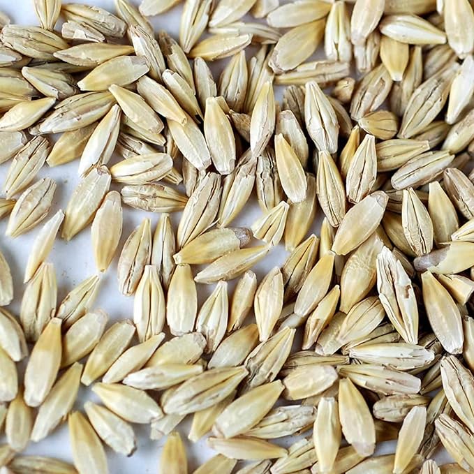 Handy Pantry Organic Barley Grass - 2.5 LB - Whole (Hull Intact) Barleygrass Seed - Ornamental Barley Grass, Juicing - Grain for Beer Making, Emergency Food Storage & More