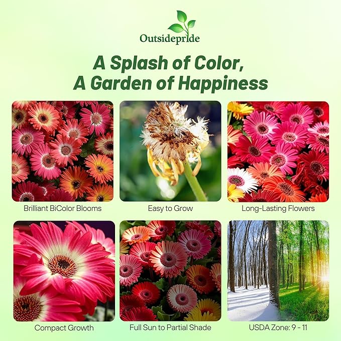 Outsidepride Bicolor Mix Gerbera Seeds - 20 Pcs Perennial, Compact & Low Maintenance, Flower Seeds for Planting w/Vibrant Mixed Blooms, Ideal for Garden Landscaping & Cut Flower Arrangements