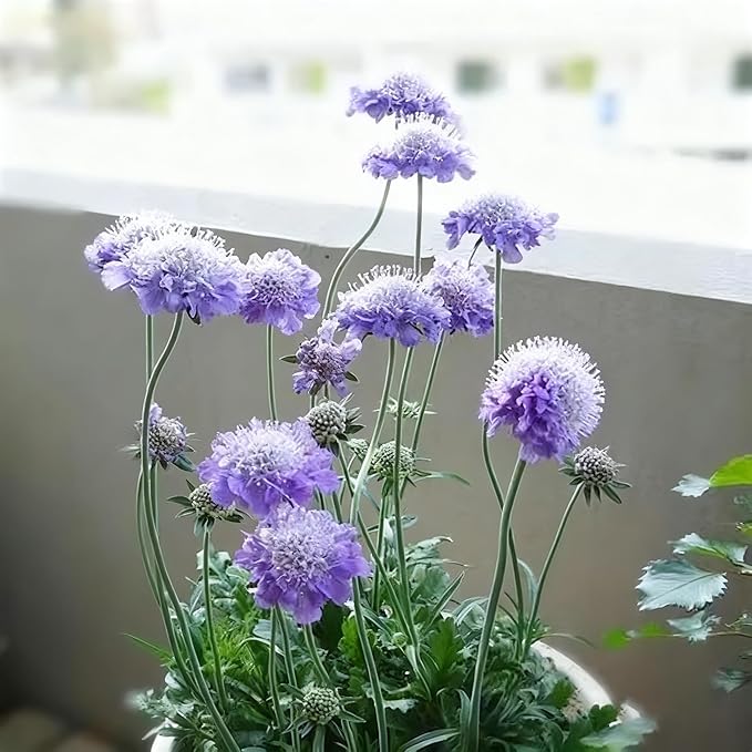 Scabiosa Flower Seeds for Planting, 200+ Mixed Color Scabiosa Seed, Perennial Flower Plants, Non-GMO Heirloom Pincushion Seeds for Home Decoration Garden Outdoor