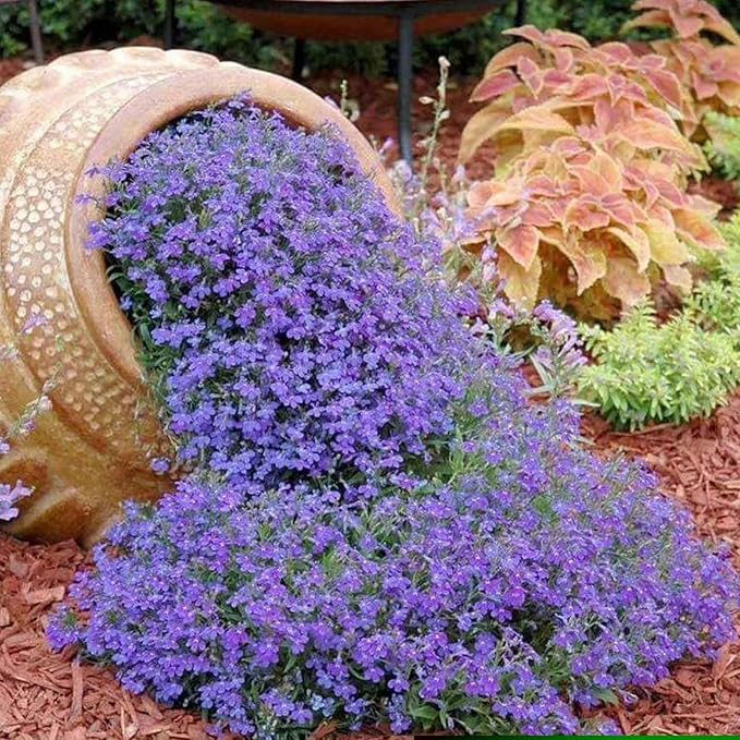 Eden Brothers Lobelia Seeds - Blue Carpet