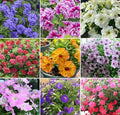 300+ Petunia Balcony Mix Flower Seeds Dwarf Petunia Container Plant Fragrant Colorful Grandiflora Flowers Plant for Garden