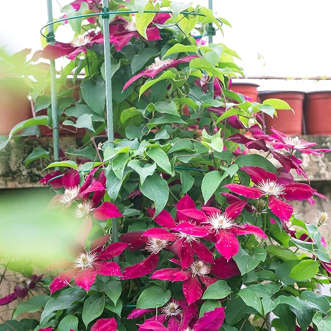Gardzen 3-Pack Tomato Cage, Plants Support, Trellis Climbing Ring Cage, Stand for Pepper Eggplant Tomato Flowers