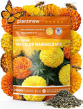 Tri-Color Marigold Seeds Bulk - 60,000+ Heirloom Flower Seeds for Planting Outdoors, Dwarf French Marigolds, Non-GMO Pollinator Magnet with High Germination, Quick Blooming