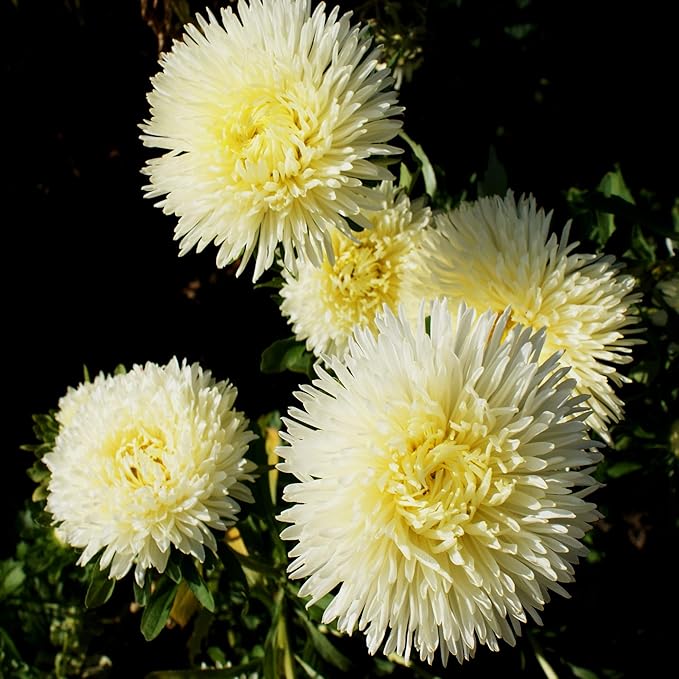 Outsidepride Gremlin Aster Seeds - 2000 Pcs. Annual, Hardy & Pollinator Friendly Flower Seeds for Planting Vibrant Yellow Blooms and Oval-Shaped Leaves, Great for Meadows & Aesthetic Gardens