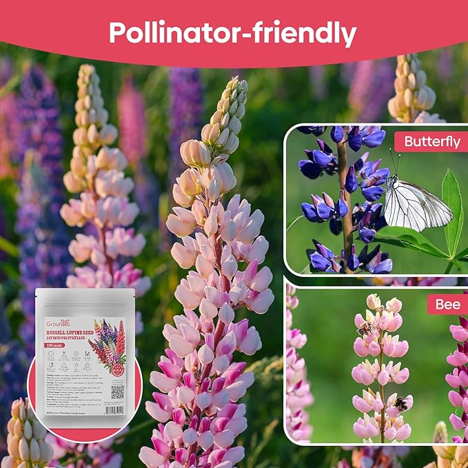 Groundio Russell Lupine Seeds, Lupinus Ployphyllus 36-48 Inch Tall Mix Color Flower, Red, White, Pink, Purple Perfect for Garden, Non-GMO | Heirloom | Open Pollinated, USDA Zone 3-9