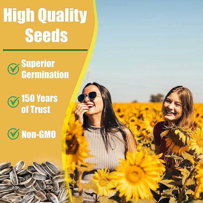 Park Seed ProCut Bi-Colour Sunflower Seeds – Mahogany Red Petals with Yellow Tips, Easy to Grow 4-Inch Blooms, Ideal for Cutting and Wildlife Gardens, Pack of 50