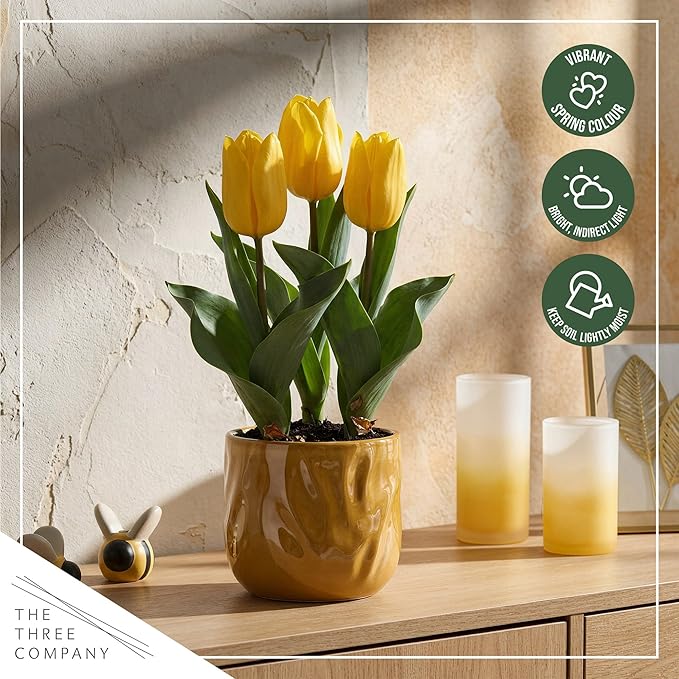 Live Flowering Tulip (4 Per Pack) - Yellow, Beautiful Spring Bulbs, Ships Dormant in 1 Pint Pot, Blooms in 2-3 Weeks