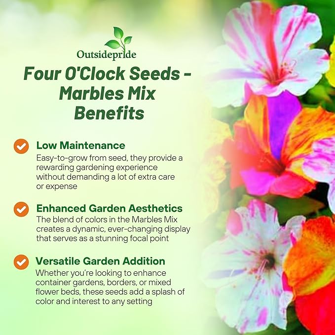 Outsidepride Marbles Mixed Four O'clock Flower Seeds - 100 Pcs Perennial Fragrant, Trumpet-Shaped Blooms, Deer-Proof & Easy to Grow, for Pollinator & Evening Gardens, Containers, Hedges, or Borders