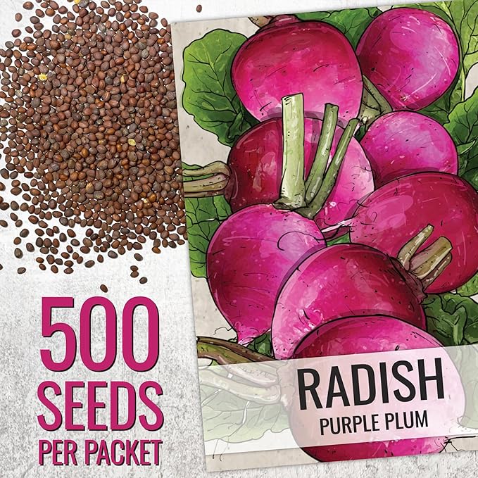 Seed Needs Radish Seeds for Planting Purple Plum Radishes - Non-GMO Heirloom & Untreated - Grow a Home Grown Vegetable Garden - Cool Weather Crops (2 Packs)
