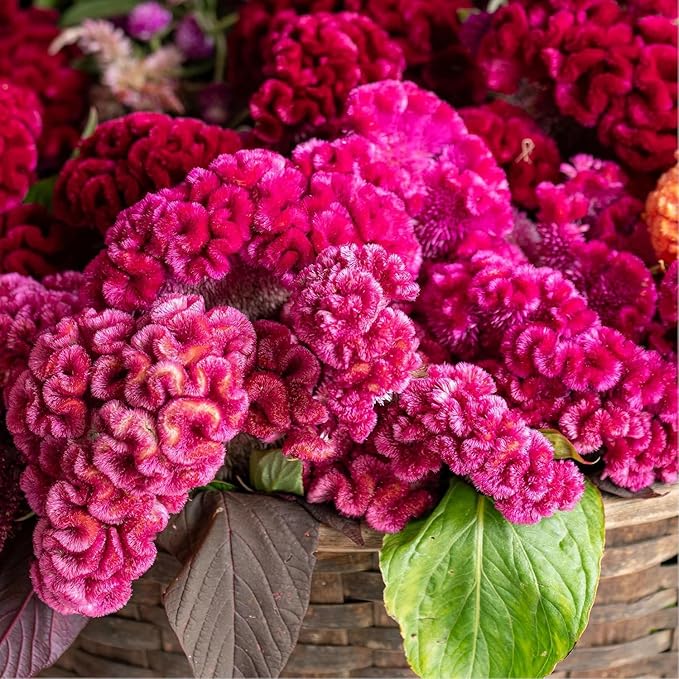 100pcs Celosia Plumosa Flower Seeds for Planting Non-GMO Plumed Flame Cockscomb, Bright Vibrant Colors, Ornamental Blooms for Garden, Pots & Borders