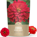 Zinnia Cherry Queen – Large 4 Ounce Packet – 16,000 Flower Seeds for Planting – Zinnia elegans
