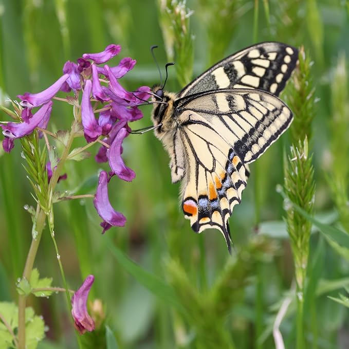 Cover Crop Seed Mix Organic - Pollinator & Bee Friendly Cover Crop Mix - 5 lb Bulk ~34,000 Seeds - Clover Cover Crop Blend - Includes Hairy Vetch Cover Crop Seeds, Crimson Clover, Peas, & Oats