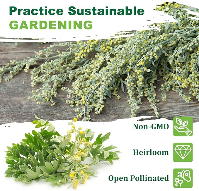 TKE Farms & Gardens - Wormwood Seeds for Planting, 1000+ Heirloom Non-GMO Seeds, Aromatic Perennial Herb with Silvery Foliage, Hardy and Drought-Tolerant, Beautiful Low-Maintenance Garden Plant