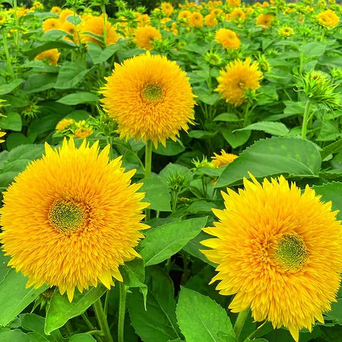 Mixrug Mix Sunflower Seeds for Planting, 500+pcs Rare Perennial Sunflower Flowers Seeds to Plant, Non-GMO Heirloom Colored Beauty Flowers Plants Attracts Pollinators for Home Garden Outdoors