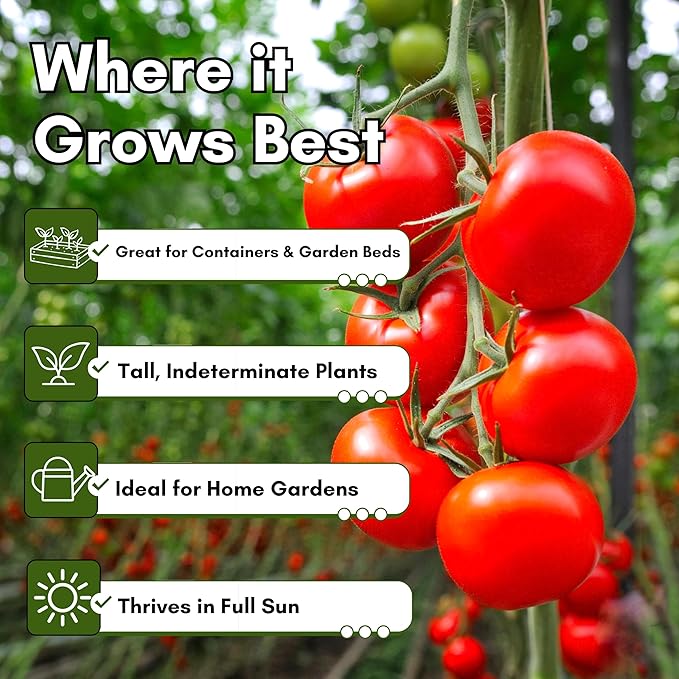 Large Red Cherry Tomato Seeds for Planting – Heirloom, Non-GMO Cherry Tomatoes, Sweet & Juicy Flavor, High Yield for Home Gardens | Woods Creek Seeds