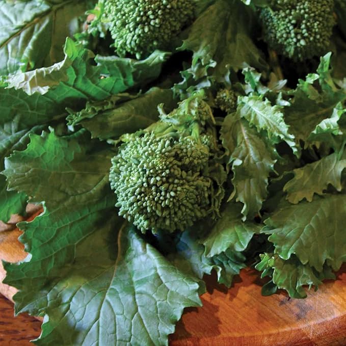 Broccoli Raab Seeds - Sorrento - 4 Oz ~36000 Seeds - Non-GMO, Heirloom - Vegetable Garden & Microgreens