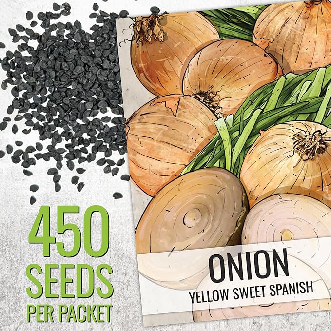 Seed Needs Onion Seeds for Planting Yellow Sweet Spanish Long Day Onions - Non-GMO Heirloom & Untreated Vegetable Seeds to Plant an Outdoor Home Grown Veggie Garden (1 Pack)