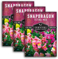 Survival Garden Seeds - Snapdragon Tetra Mix Seed for Planting - 3 Packs with Instructions to Plant and Grow Beautiful Colorful Flowers in Your Home Vegetable Garden - Non-GMO Heirloom Variety