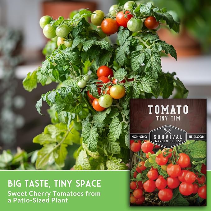 Tiny Tim Tomato Seeds - Dwarf Cherry Tomatoes for Planting Indoors or Patio, Compact Heirloom Variety for Containers, High Yield, Non-GMO - Survival Garden Seeds (5 Packs)