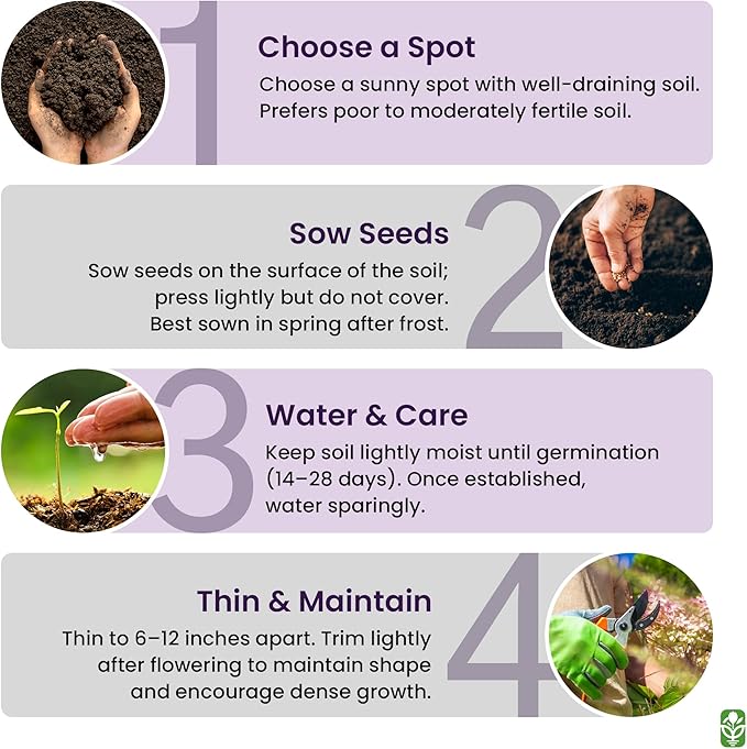 Creeping Thyme Seeds - Dense Ground Cover for Landscaping - 8,000+ Seeds - Outdoor Planting - Grown in The U.S.A