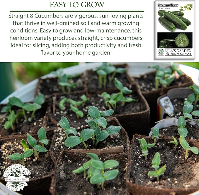 Straight Eight Cucumber Seeds – 150+ Heirloom Non-GMO Seeds by Isla’s Garden Seeds, Crisp & Tender, High-Yield, 90% Germination Rate, Perfect for Slicing, Easy to Grow, Great for Home Gardens or Gift