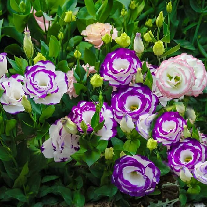 300+ Lisianthus Flower Seeds for Planting - Annual White Purple Lisianthus Non-GMO Heirloom Garden Flower to Plant Open Pollinated