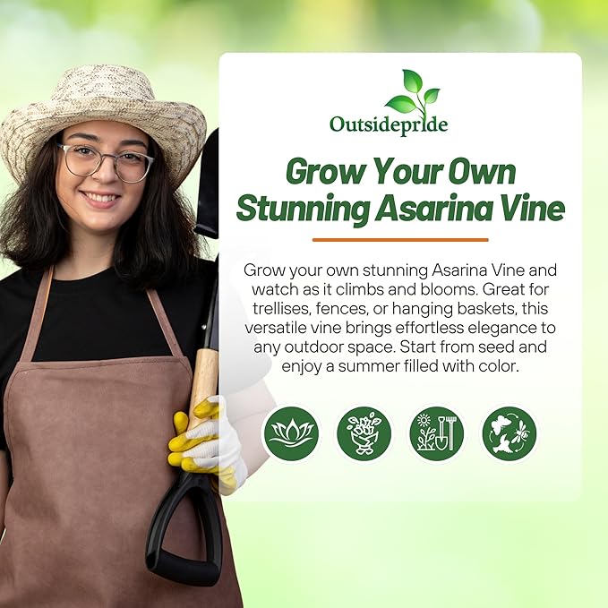 Outsidepride Violet Asarina Climbing Snapdragon Seeds - 100 Pcs Perennial Flower Seeds for Planting, Easy to Grow Climbing Vines w/Attractive Flowers for Containers, Trellises, & Ground Cover