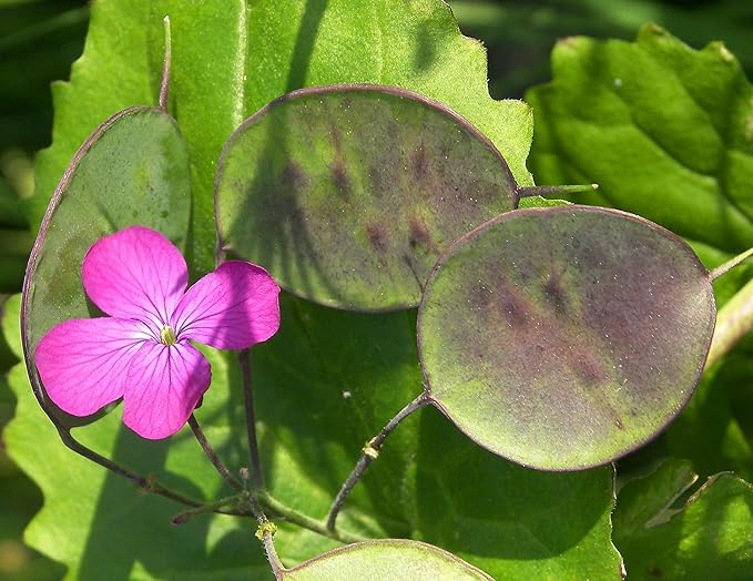 Seeds Lunaria/Money Plant/Honesty Plant/Biennial Flowers