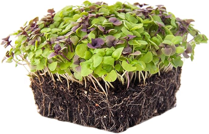 Basil Microgreens Seed Mix - 4 Oz ~68,000 Seeds - Ultimate Blend of Green and Purple Basil Varieties with A Splash of Color for Micro Greens
