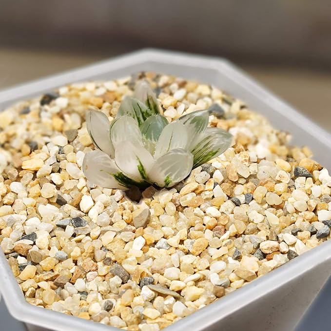 Coarse Sand Stone - Silica Sand for Plants,Mix Course Sand Soil Cover Succulents and Cactus Bonsai Natural Rocks Decorative Sand Horticultural Sand for Vases Fillers,Terrarium, Fairy Garden.