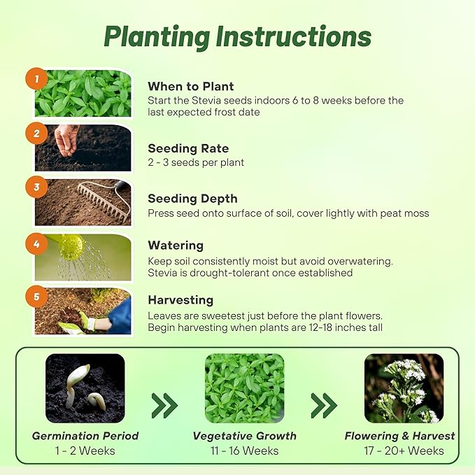 Outsidepride Stevia Sweetleaf Seeds - 50 Pcs. Perennial, Versatile & Low Maintenance, Herb Seeds for Planting Tender & Sweet Leaves, Great for Culinary Creations, Tea Blends, and Homemade Recipes
