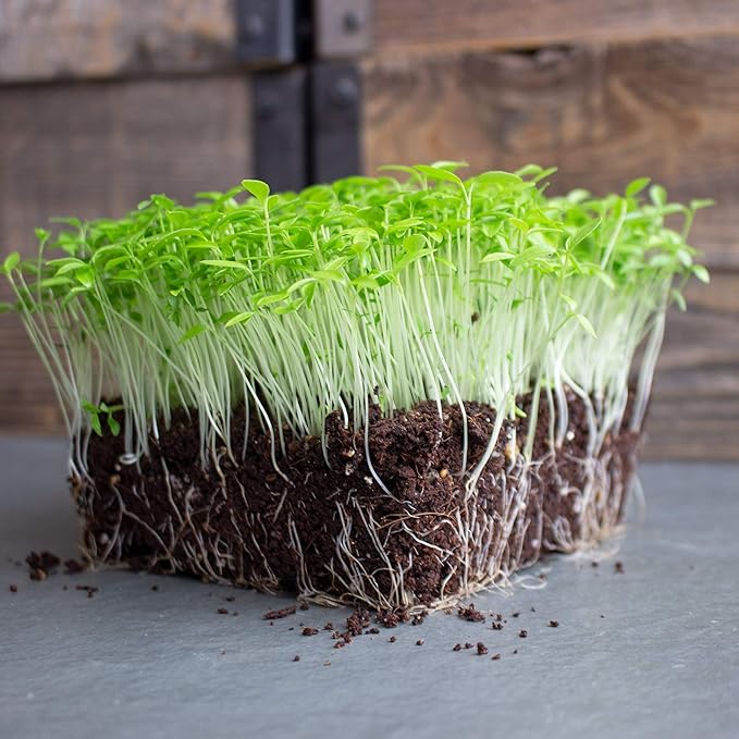Parsley Microgreens Seeds - 1 Oz ~18,000 Seeds - Grow Non-GMO Micro Parsley Herb Greens - Premium Seed - High Germination Rate