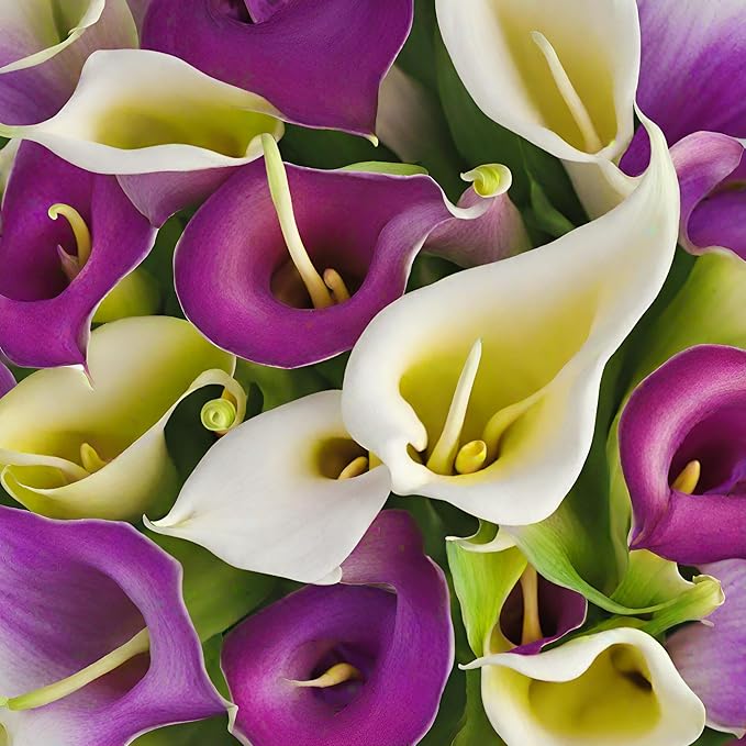 Rare 100 Pcs White Calla Lily Seeds Bonsai Potted Plant Perennial Flowers