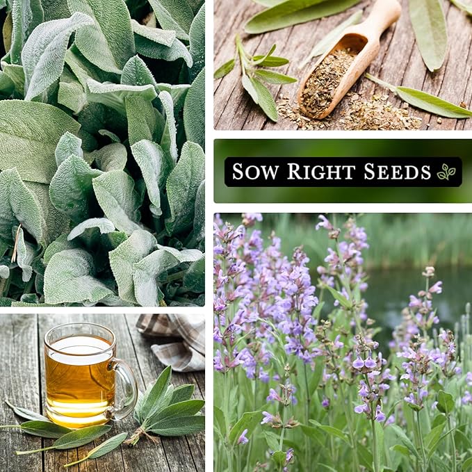 Sow Right Seeds - Sage Seeds for Planting - Non-GMO Heirloom Packet with Instructions to Plant and Grow Kitchen Herb Garden - Indoor or Outdoor - Great for Pollinators - Culinary Seasoning (1)