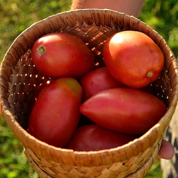 Sheboygan Heirloom Paste Tomato - 50 Seeds - Heirloom & Open-Pollinated Variety, Non-GMO Vegetable Seeds for Planting in The Home Garden, Thresh Seed Company