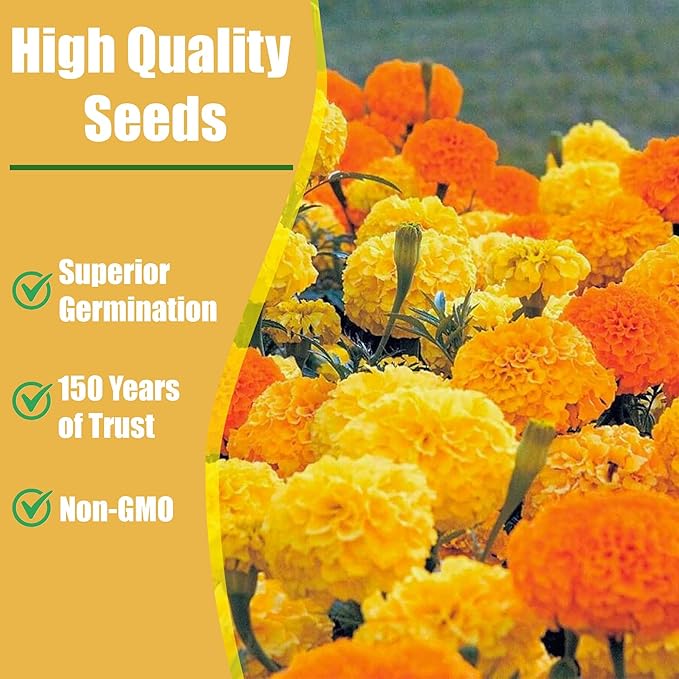 Park Seed Disco Mix Marigold Flower Seeds – Early-Blooming Single 2.25-Inch Blooms in Red, Orange & Yellow, Compact 12-Inch Plants, Great for Containers, Borders & Veggie Gardens – Pack of 50