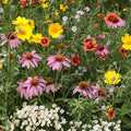 Eden Brothers Native Perennial Wildflower Seed Mix