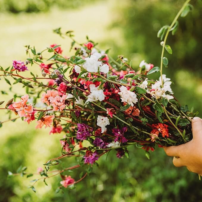 Mountain Garland Mix (Elegant Clarkia) - 250 Seeds - Beautiful Pink, Purple & White Flowers, Non-GMO Heirloom Clarkia Seeds for Planting in The Home Garden, Thresh Seed Company